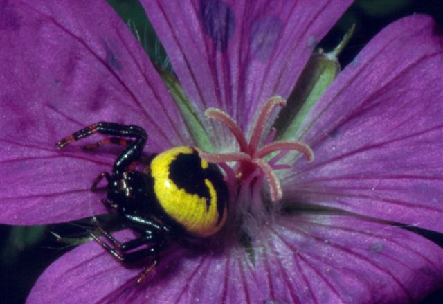 Thomisidae, Araneus, opilione